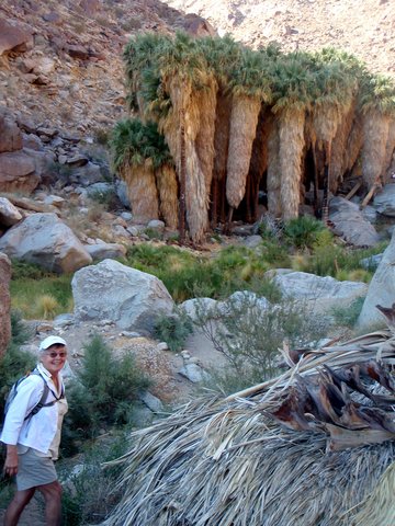 Palm Canyon