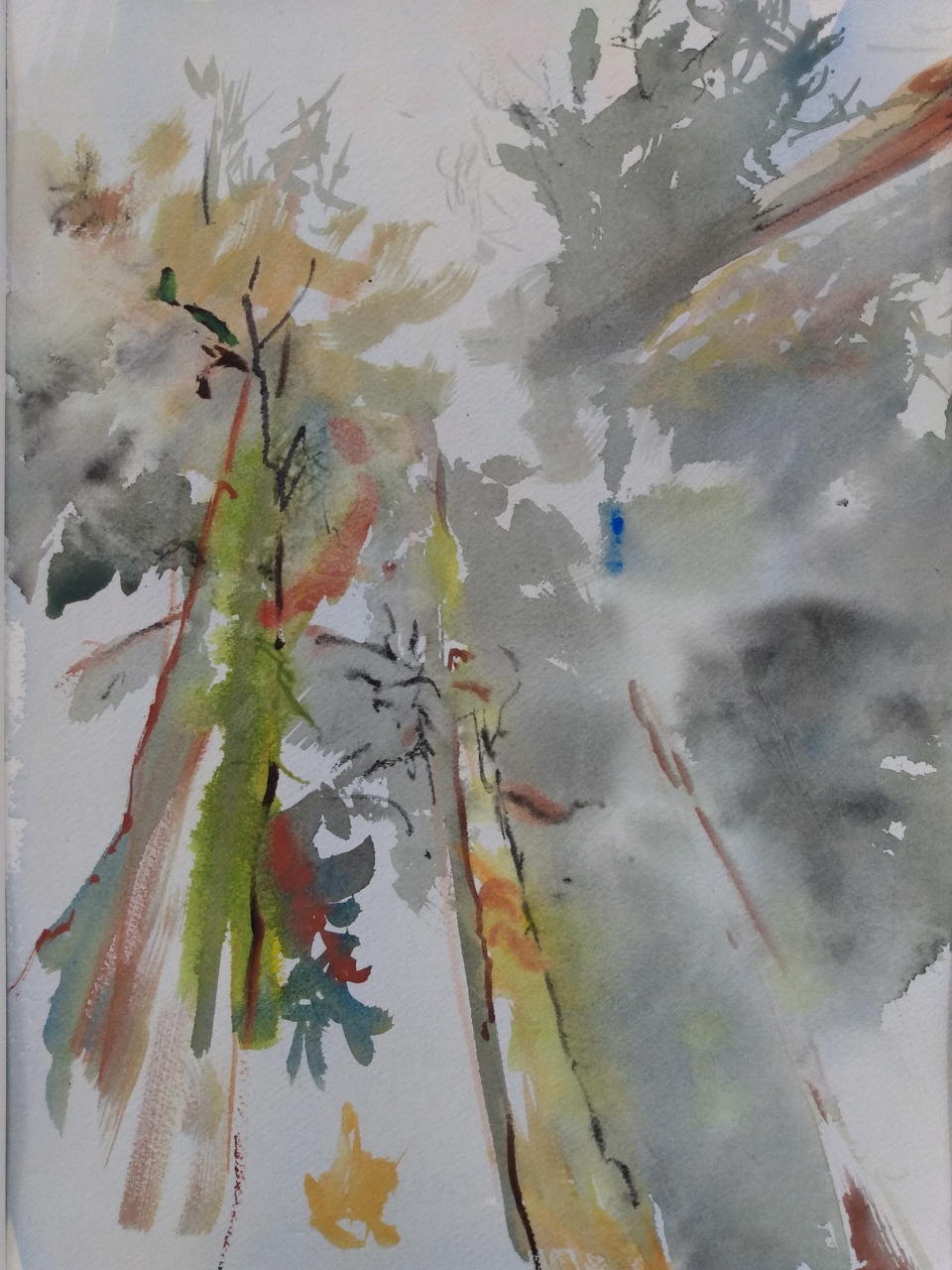 Nitinat Giant Spruce