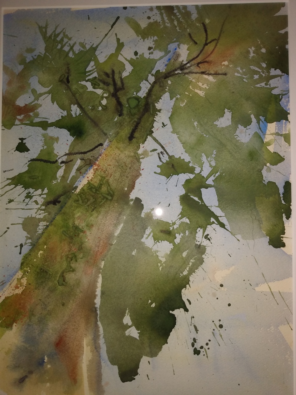 Nitinat Sitka Spruce