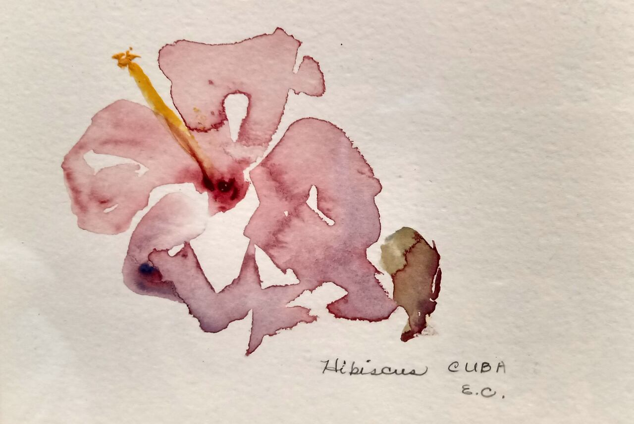 Hibiscus