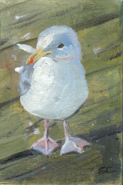 Seagull