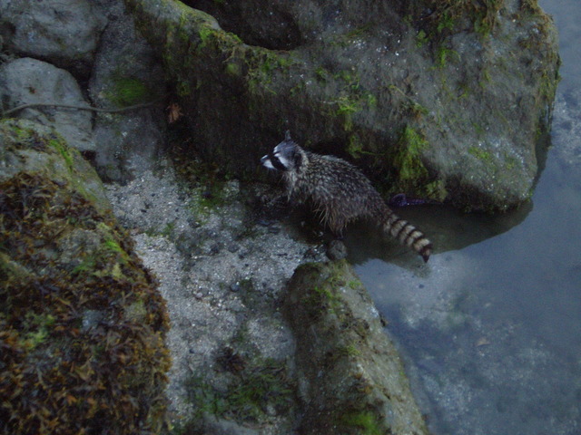 Racoon