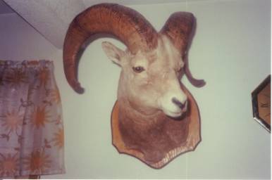 Sheep head