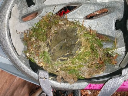 Pacific Coast Flycatcher chicks day
        13