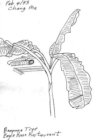 Bannana Tree